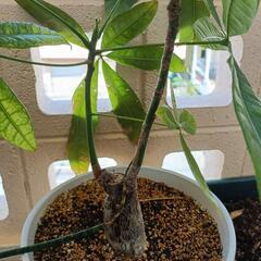 パキラ　60cm  鉢植えの画像