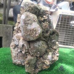 ブーム再来🎵さざれ石の画像