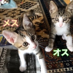 2頭の可愛い1ヶ月半の子猫❗️