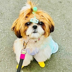 犬友さん募集中