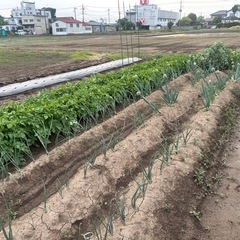 新ジャガ収穫　最終会　申し込み制