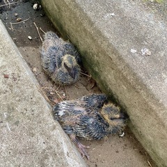 鳩のヒナ　生後2週間ぐらい？