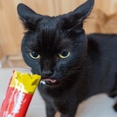 人が大好き！甘えんぼう黒猫【ごま】