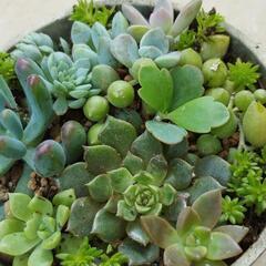 多肉植物寄植え