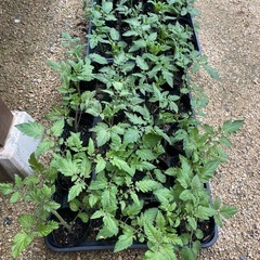 中玉トマト🍅ﾘｺﾋﾟﾝﾎﾟﾝわき芽苗🌱