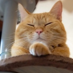 とても甘えんぼうな茶猫【ちゃぺ】