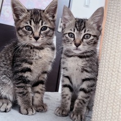 姉妹猫保護してます。