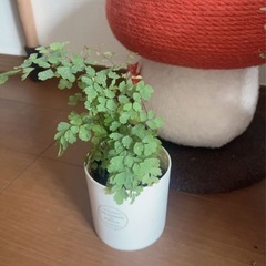 観葉植物アジアンタム（小）