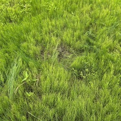 草刈作業致します