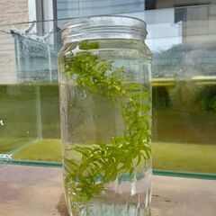 25組目の里親募集中。水草セット★メダカの赤ちゃん5匹で１セット...