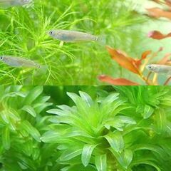 25組目の里親募集中。水草セット★メダカの赤ちゃん5匹で１セット　無料配布　全文に目を通してからお問い合わせください。の画像