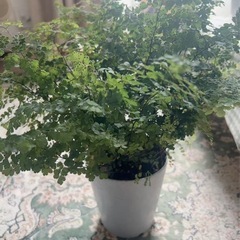 観葉植物アジアンタム(大)