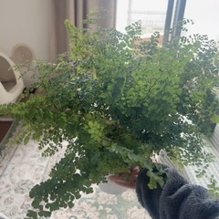 観葉植物アジアンタム(大)の画像