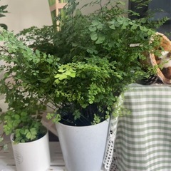 観葉植物アジアンタム(大)の画像