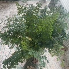 観葉植物アジアンタム(大)の画像