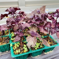 家庭菜園　　赤紫蘇