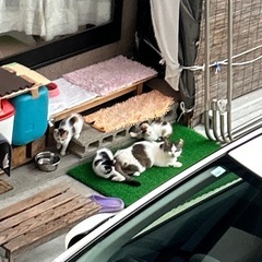 子猫ちゃんの里親になって下さる方！