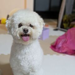 ★甘えん坊３歳プードル(狆×プードル)★