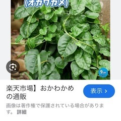 つるむらさき