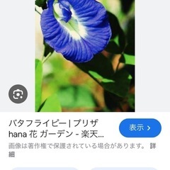 バタフライピー
