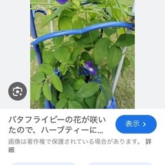 バタフライピーの画像