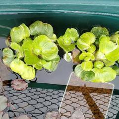 班入りホテイ草  大株5つ  