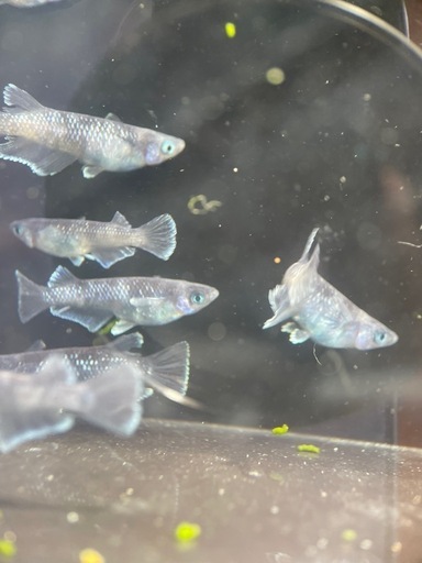 【メダカ屋　恵作めだか】　MWR00LF　写真は現物　ランダムに撮影　ペア　5000円