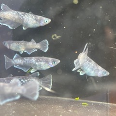 【メダカ屋　恵作めだか】　MWR00LF　写真は現物　ランダムに...