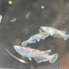 【メダカ屋　恵作めだか】　MWR00LF　写真は現物　ランダムに撮影　ペア　5000円の画像