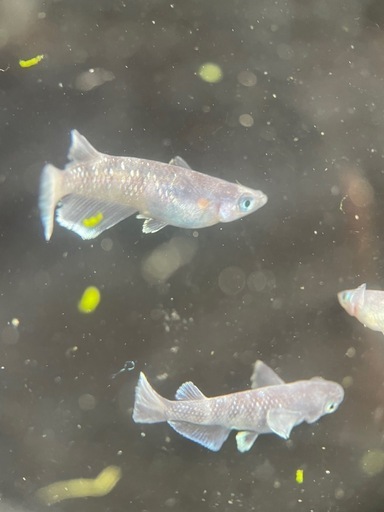 メダカ屋恵作めだか】MWR00LF写真は現物ランダムに撮影ペア5000円 メダカ屋恵作めだか】MWR00LF写真は現物ランダムに撮影ペア5000円