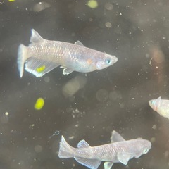 【メダカ屋　恵作めだか】　MWR00LF　写真は現物　ランダムに撮影　ペア　5000円の画像