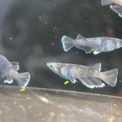 【メダカ屋　恵作めだか】　MWR00LF　写真は現物　ランダムに撮影　ペア　5000円の画像