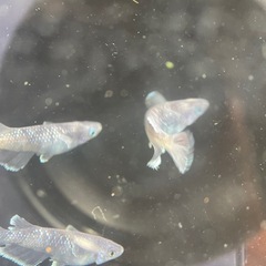 【メダカ屋　恵作めだか】　MWR00LF　写真は現物　ランダムに撮影　ペア　5000円の画像