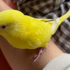 セキセイインコ　ルチノー　4月下旬生まれ