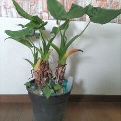 【値下げ】クワズイモ (観葉植物) 大苗