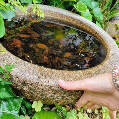 石鉢・直径約50cm（お取引中）の画像