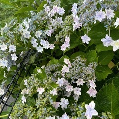 終了　アジサイ切花の画像