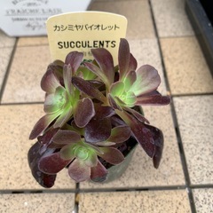 カシミヤバイオレット　多肉植物
