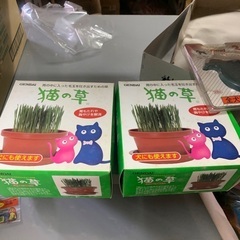 猫草2つセット6/12.6/19現地販売
