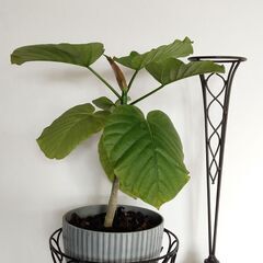 人気のウンベラータ　オマケ付き♪