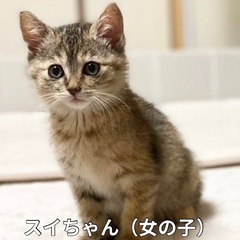 可愛いむぎわら柄の女の子