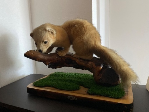 テンの剥製（冬毛） mqdefault.jpg