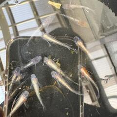 三色ラメ幹之体外光　10匹程度　2000円