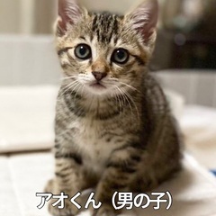 ちょっと怖がりな男の子