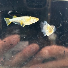メダカ　の画像