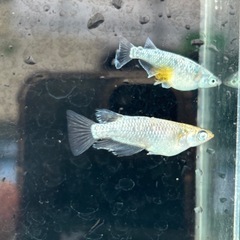 メダカ　