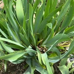 豪華　大株　ジャーマンアイリス　　白　　差し上げますの画像