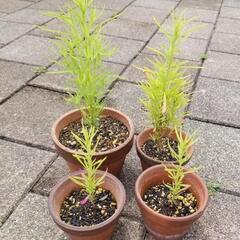 コキア　苗　鉢付き　