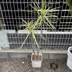 観葉植物　ドラセナ　ホワイボリー　鉢植え　希少品種　の画像