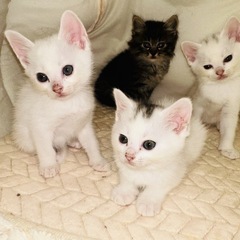 子猫を保護しました